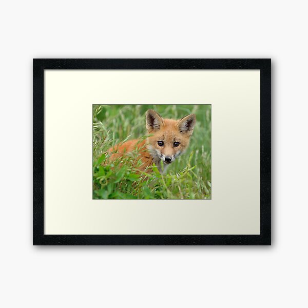 Red Fox Kit Framed Art Print