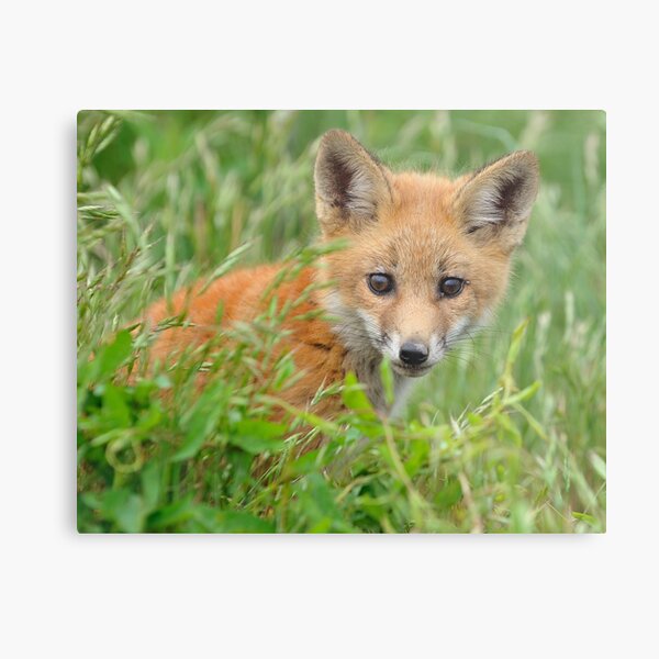Red Fox Kit Metal Print