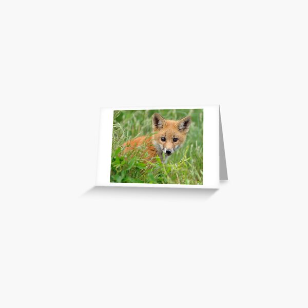 Red Fox Kit Greeting Card