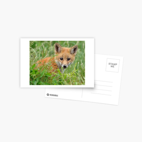 Red Fox Kit Postcard