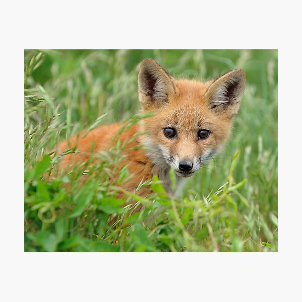 Red Fox Kit Photographic Print