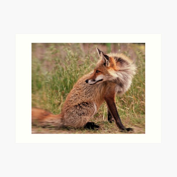 Red Fox Mom Art Print