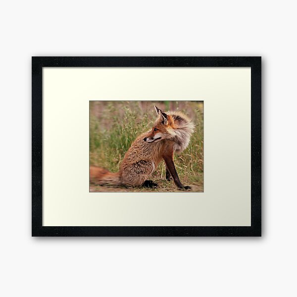 Red Fox Mom Framed Art Print