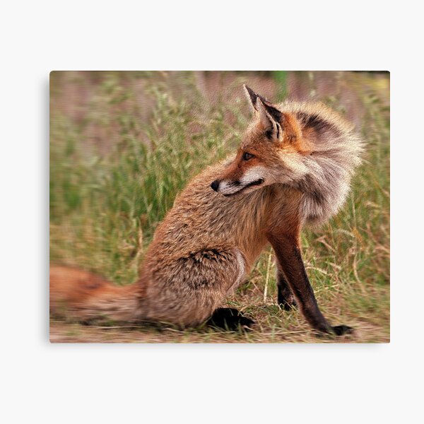Red Fox Mom Canvas Print