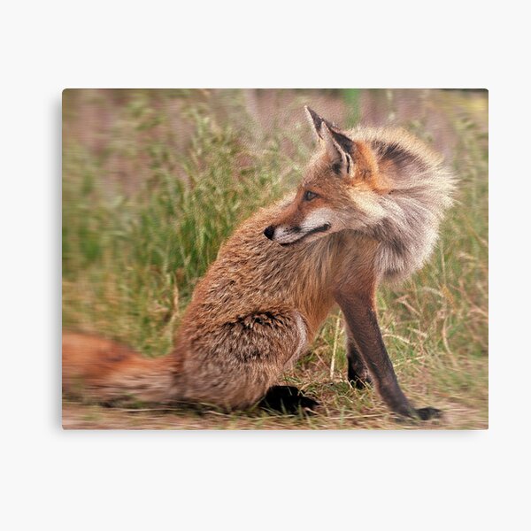 Red Fox Mom Metal Print
