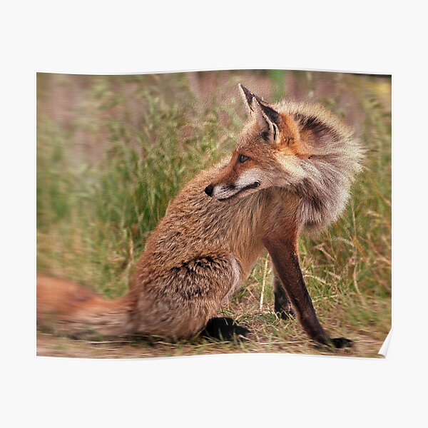 Red Fox Mom Poster