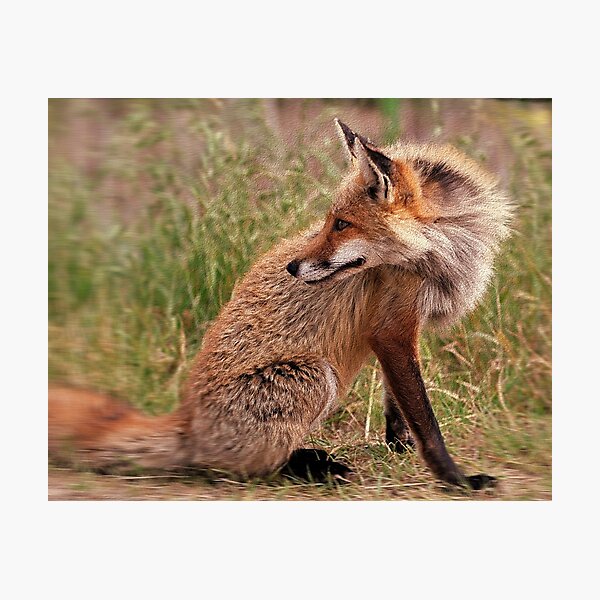 Red Fox Mom Photographic Print