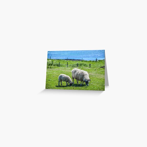 Sheep, Iona, Scotland Greeting Card