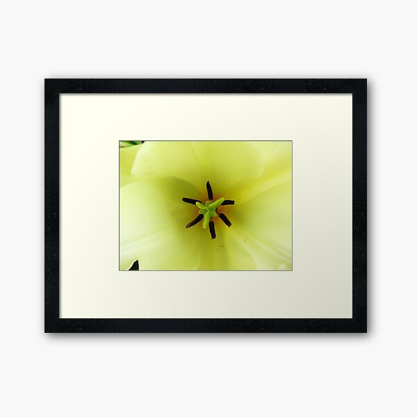 Item preview, Macro of tulip designed and sold by rasim1.