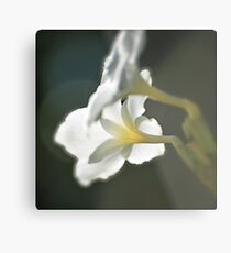 Translucent Metal Print