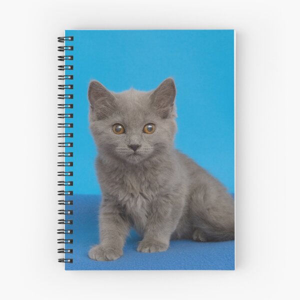 Item preview, Young Chartreux cat on blue blanket designed and sold by cunfek.