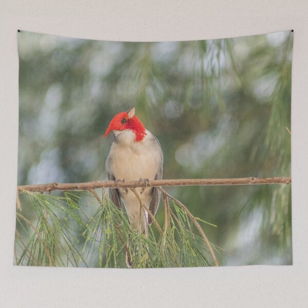 Item preview,  Red Crested Cardinal 3 designed and sold by KensLensDesigns.