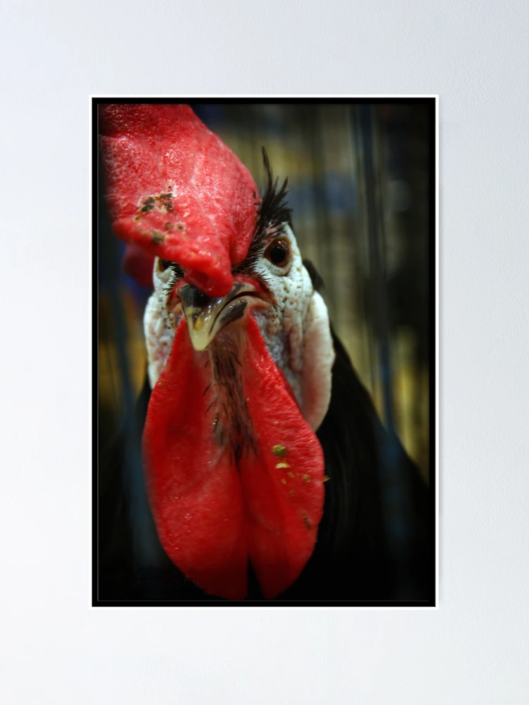 Thumbnail 1 of 3, Poster, In-raged Chicken In-caged designed and sold by Rdestruction.