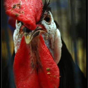 Artwork thumbnail, In-raged Chicken In-caged by Rdestruction
