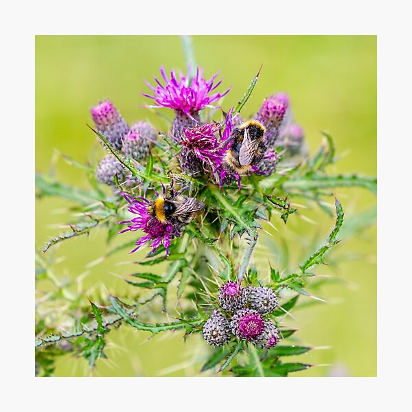 Bumble bees on a thistle Photographic Print