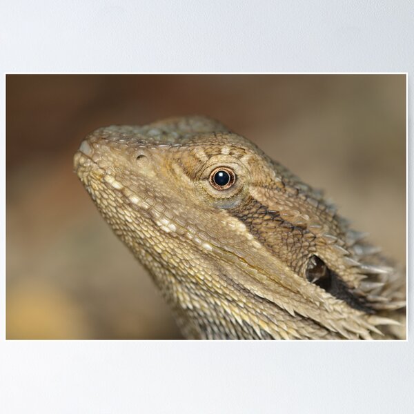 Item preview, Eastern Bearded Dragon designed and sold by Andrew Trevor-Jones.