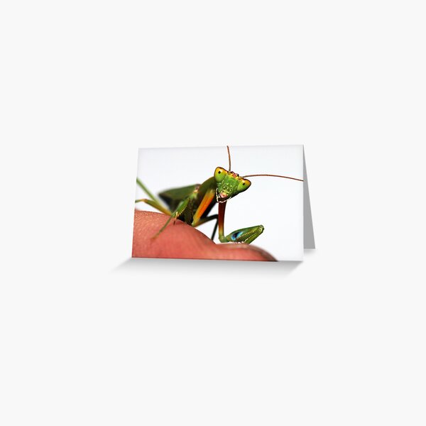Praying Mantis Greeting Card