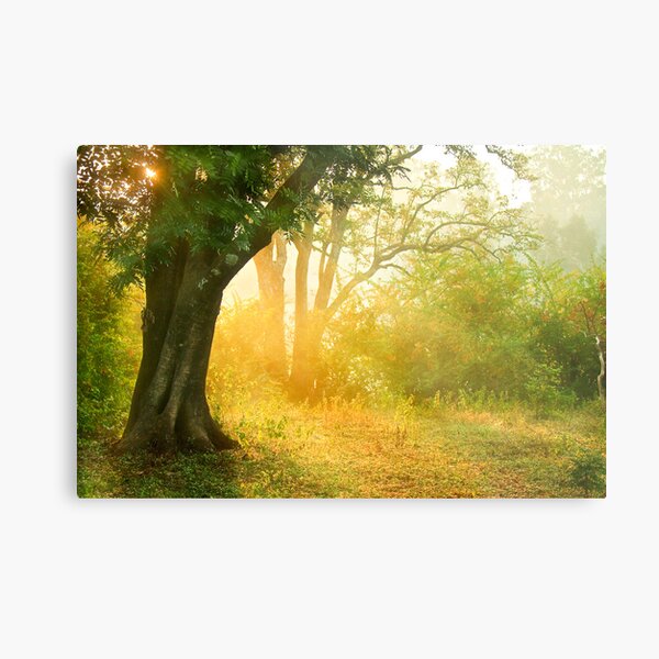 The Golden Light Metal Print