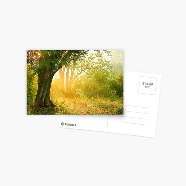 The Golden Light Postcard