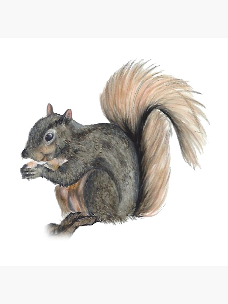 How to Draw a Squirrel - Easy Drawing Tutorial For Kids