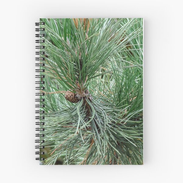 Item preview, Pine and cones  designed and sold by SRosuphotos.
