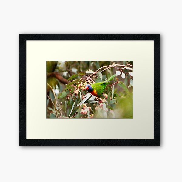 Item preview, Rainbow Lorikeet - Macedon designed and sold by Susan Henry.