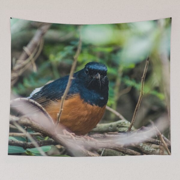 Item preview, White-rumped shama designed and sold by KensLensDesigns.