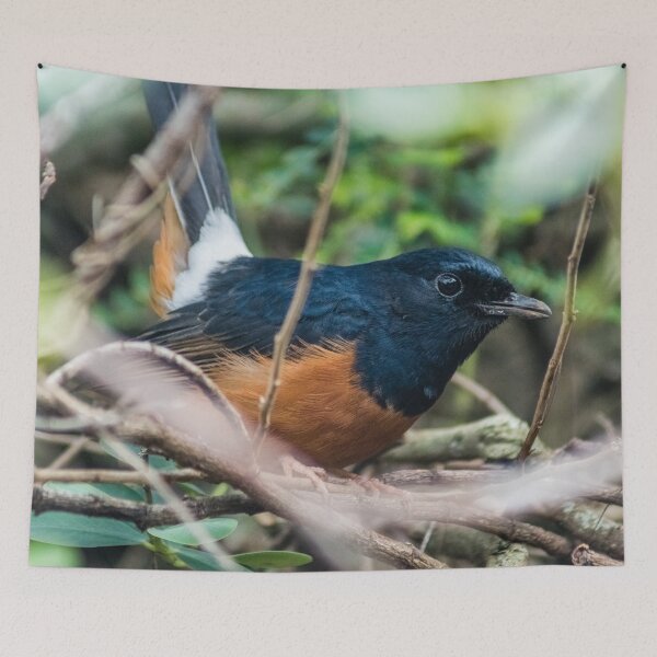 Item preview, White-rumped shama designed and sold by KensLensDesigns.