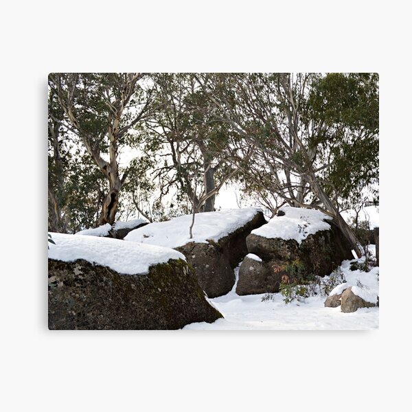 Snow Gums Canvas Print