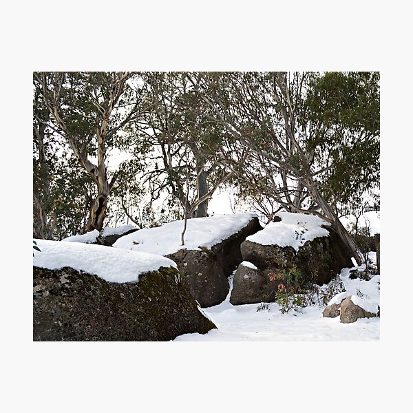 Snow Gums Photographic Print