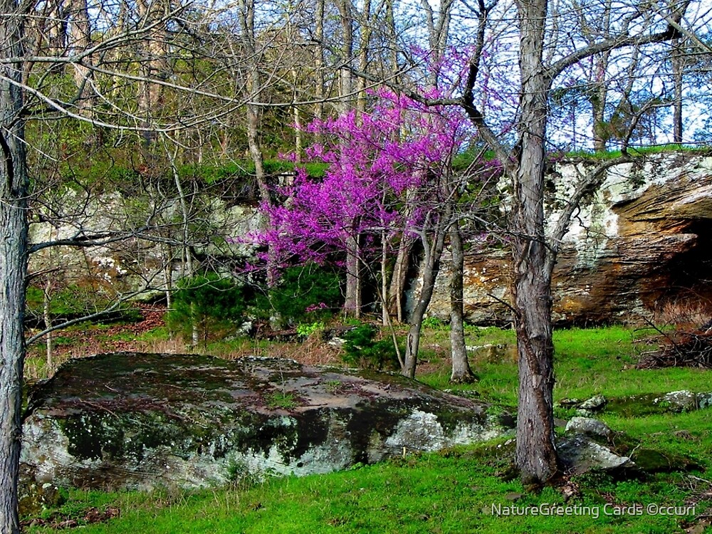 Arkansas Ozarks Spring Scenic Forest Redbud By Naturegreeting Cards