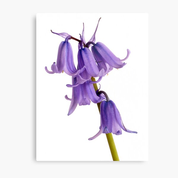 Bluebells Metal Print