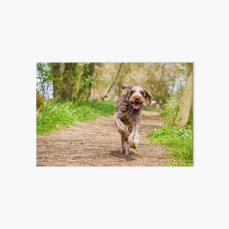 Running along a path Spinone Art Board Print