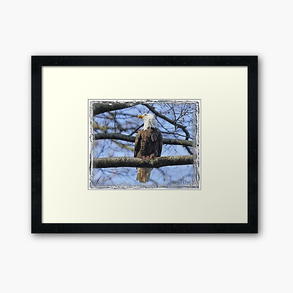 Pretty Eagle Framed Art Print