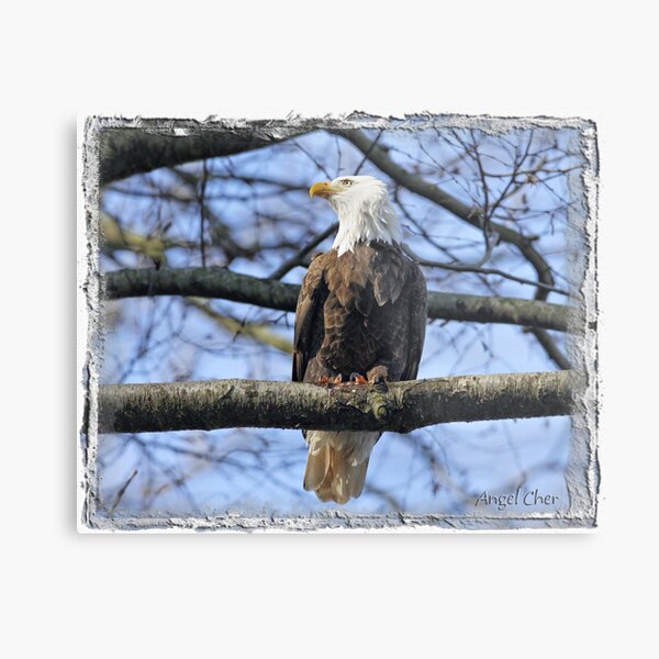 Pretty Eagle Metal Print