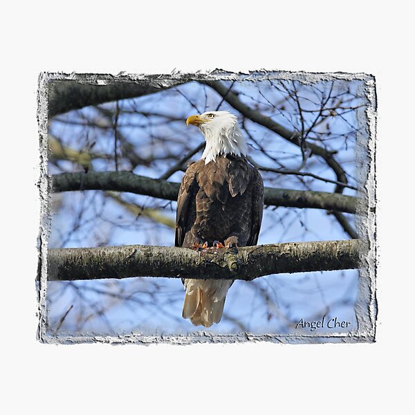 Pretty Eagle Photographic Print