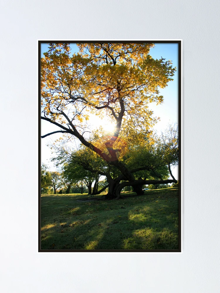 Thumbnail 1 of 3, Poster, Deciduous designed and sold by Rdestruction.