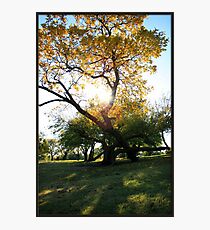 Deciduous Photographic Print