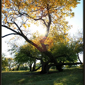 Artwork thumbnail, Deciduous by Rdestruction