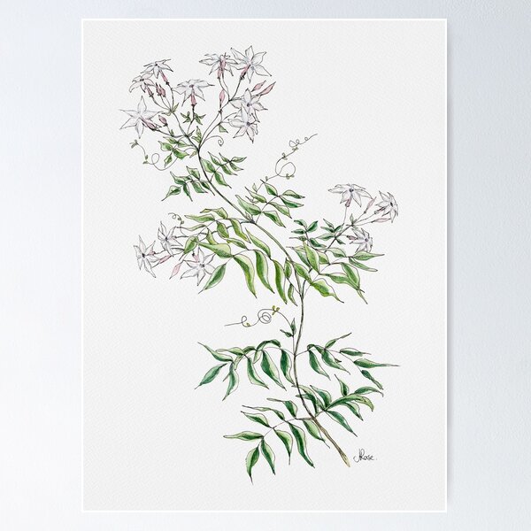 7,300+ Jasmine Flower Stock Illustrations, Royalty-Free Vector Graphics &  Clip Art - iStock | Rose, Vanilla, Violet
