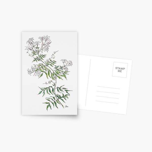 Item preview, Jasmine Flowers, Illustration designed and sold by JRoseDesign.