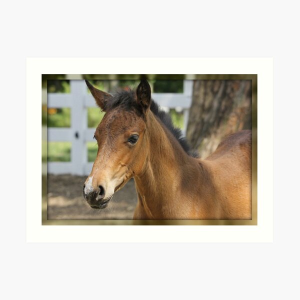Just A Filly Art Print