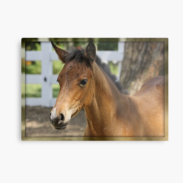 Just A Filly Metal Print