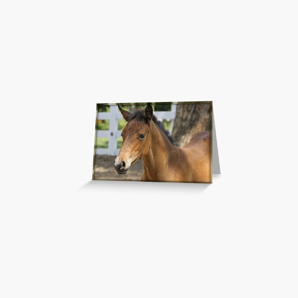 Just A Filly Greeting Card
