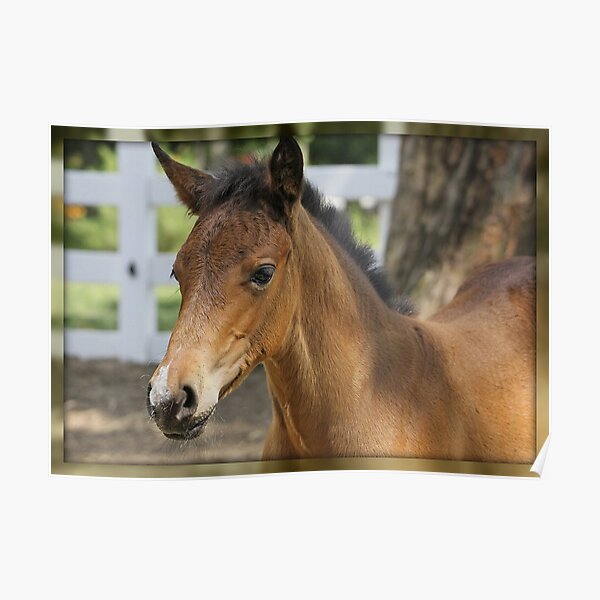 Just A Filly Poster