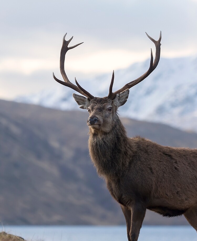 Red Deer Stag in Highland iPad & for Sale by derekbeattie | Redbubble