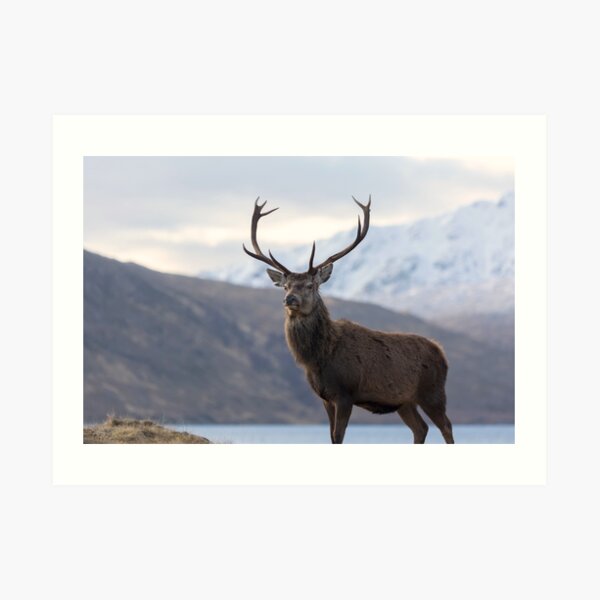 Red Deer Stag in Highland Scotland Art Print