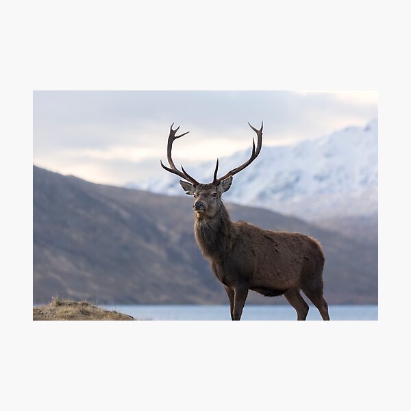 Red Deer Stag in Highland Scotland Photographic Print