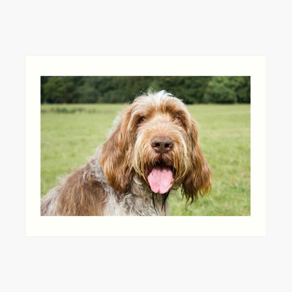 Smiling in the sunshine Spinone Art Print