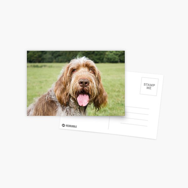 Smiling in the sunshine Spinone Postcard